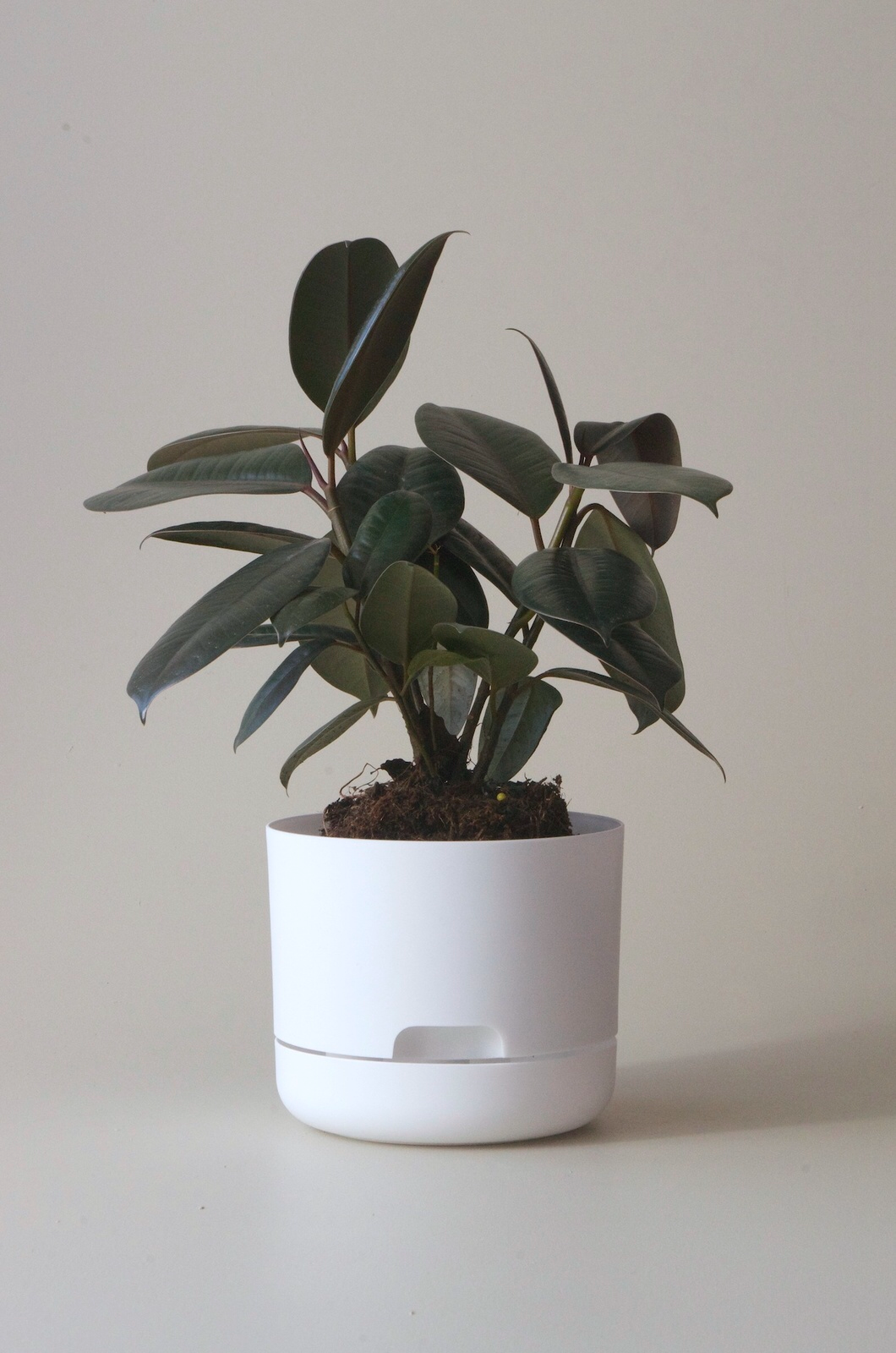 Mr Kitly x Decor selfwatering pots - White